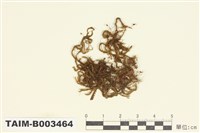 藏品(鞭蘚屬)的圖片